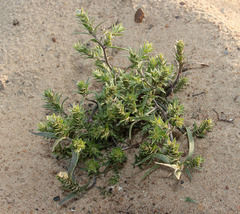 Corispermum marschallii