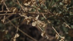 Atriplex canescens canescens