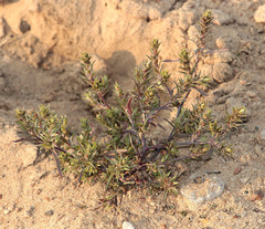Corispermum marschallii