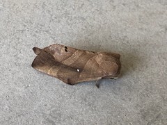 Lebeda nobilis