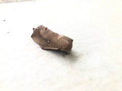 Lebeda nobilis