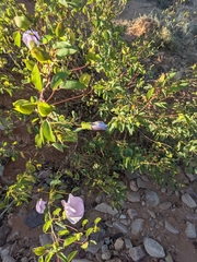 Gossypium sturtianum