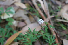 Trachymene procumbens