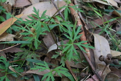 Trachymene procumbens