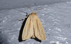Ichneutica semivittata