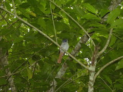 Terpsiphone atrochalybeia