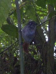 Terpsiphone atrochalybeia