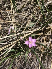 Claytonia rosea