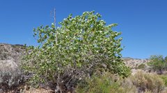 Populus fremontii fremontii