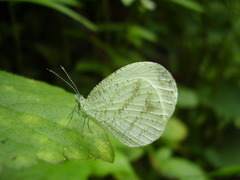 Leptosia