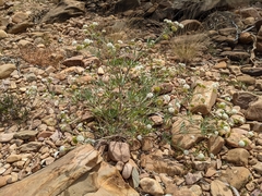 Trachymene glaucifolia