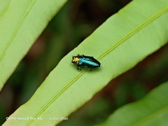 Endelus cupido