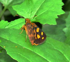 Metisella metis paris