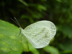 Leptosia