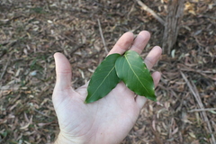 Psydrax lamprophylla