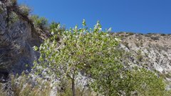 Populus fremontii fremontii