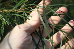 Acacia longissima