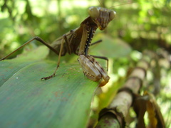 Polyspilota aeruginosa