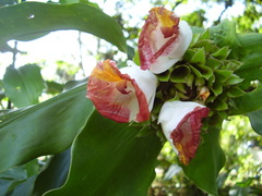 Costus afer