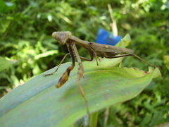 Polyspilota aeruginosa