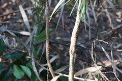 Acacia longissima