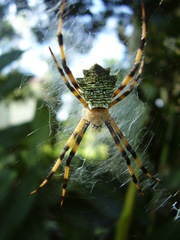 Argiope flavipalpis