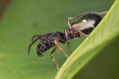 Leptorchestes berolinensis