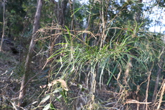 Acacia longissima