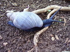 Archachatina bicarinata