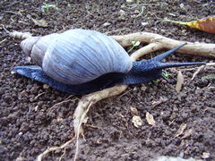 Archachatina bicarinata