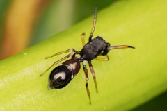 Leptorchestes berolinensis
