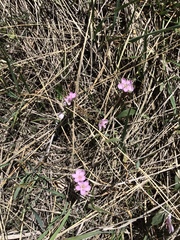 Claytonia rosea