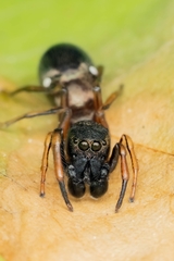 Leptorchestes berolinensis