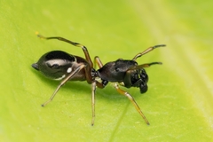 Leptorchestes berolinensis