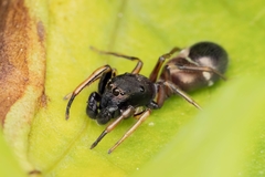 Leptorchestes berolinensis