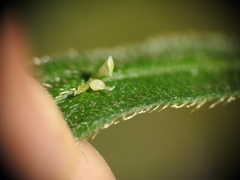 Persicaria subsessilis