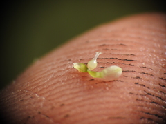 Persicaria subsessilis