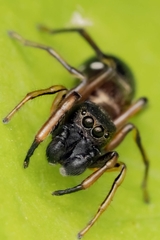 Leptorchestes berolinensis