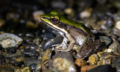 Lithobates vaillanti