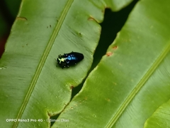 Endelus cupido