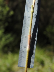 Persicaria subsessilis
