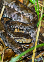 Bothrops asper
