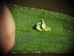 Persicaria subsessilis