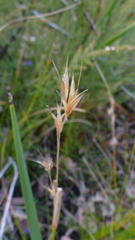 Cyathochaeta avenacea