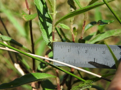 Persicaria subsessilis