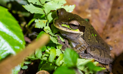 Smilisca phaeota