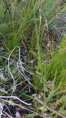 Cyathochaeta avenacea