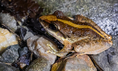 Craugastor raniformis