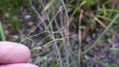Actinotus omnifertilis