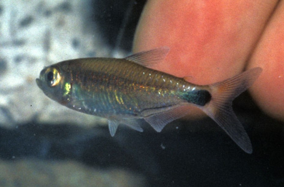 African Glassy Tetra
